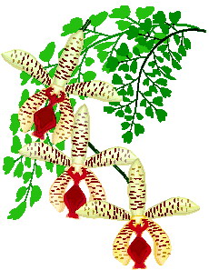 orquidea-imagem-animada-0003