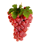 graphics-fruit-114729