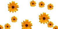 floaties-imagem-animada-0196.gif