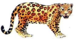 leopardo-imagem-animada-0026