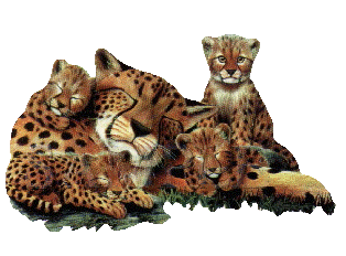 leopardo-imagem-animada-0028