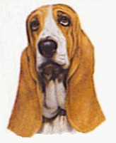 basset-hound-imagem-animada-0032