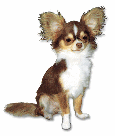 chihuahua-imagem-animada-0011