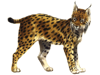 lince-imagem-animada-0013