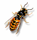 abelha-imagem-animada-0060