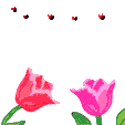 abelha-imagem-animada-0152.gif