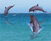 golfinho-imagem-animada-0059