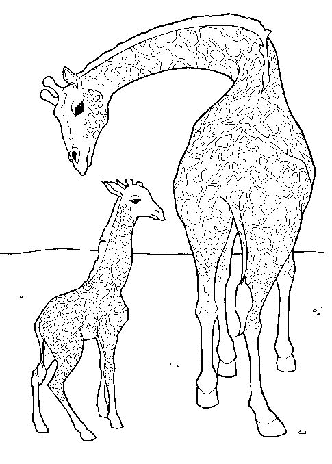 desenho-colorir-girafa-imagem-animada-0018