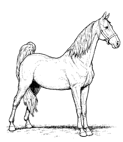 desenho-colorir-cavalo-imagem-animada-0009