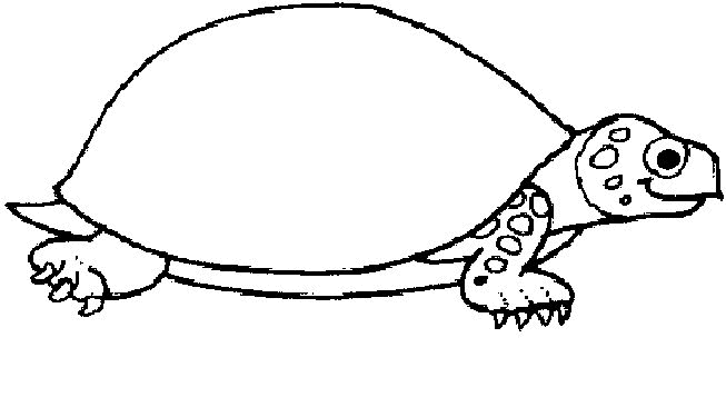 desenho-colorir-tartaruga-imagem-animada-0017