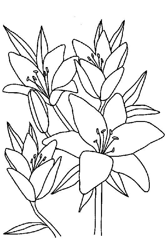 desenho-colorir-flor-imagem-animada-0033