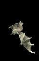 morcego-imagem-animada-0090