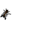 mosca-imagem-animada-0040