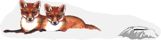 raposa-imagem-animada-0056