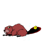 roedor-imagem-animada-0042