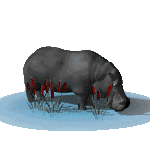 hipopotamo-imagem-animada-0092