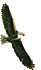 aguia-imagem-animada-0008