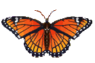 borboleta-imagem-animada-0207