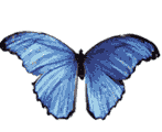 borboleta-imagem-animada-0265