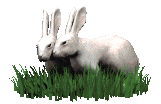 coelho-imagem-animada-0589