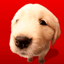 avatar-animal-imagem-animada-0295