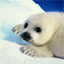 avatar-animal-imagem-animada-0305