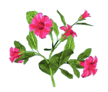 flor-imagem-animada-0438.gif