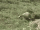 marmota-imagem-animada-0041