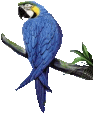 papagaio-imagem-animada-0073