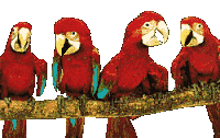 papagaio-imagem-animada-0080