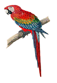 papagaio-imagem-animada-0135