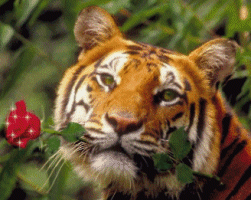 predador-imagem-animada-0241.gif