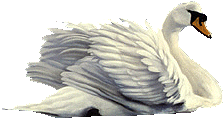 cisne-imagem-animada-0020