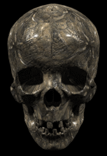 cranio-imagem-animada-0048