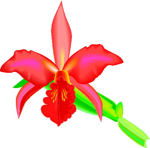 orquidea-imagem-animada-0001