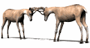 veado-imagem-animada-0044