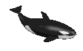 baleia-assassina-imagem-animada-0003