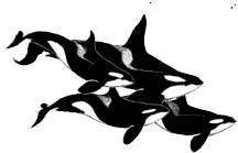 baleia-assassina-imagem-animada-0007
