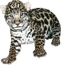 leopardo-imagem-animada-0004
