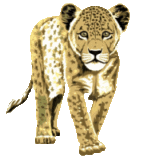 leopardo-imagem-animada-0014