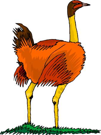 avestruz-imagem-animada-0060