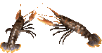 lagosta-imagem-animada-0002