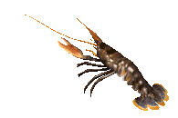 lagosta-imagem-animada-0006