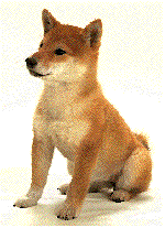 shiba-inu-imagem-animada-0004