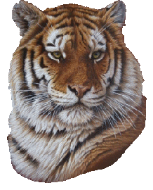 tigre-imagem-animada-0009