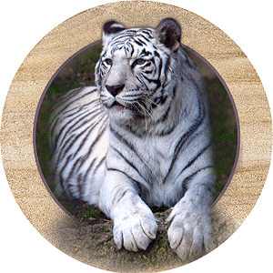 tigre-imagem-animada-0011