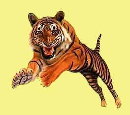 tigre-imagem-animada-0021