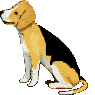 beagle-imagem-animada-0025