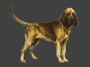 bloodhound-imagem-animada-0022