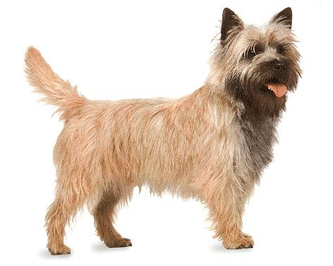 cairn-terrier-imagem-animada-0004